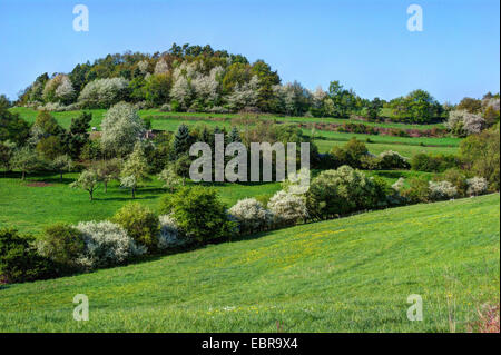 hügelige Feld Landschaft mit blühenden Hecken im Frühjahr, Deutschland Stockfoto