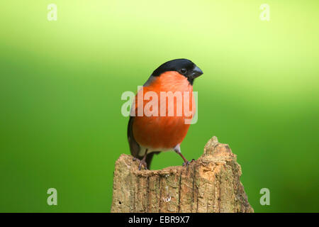 Gimpel, eurasische Gimpel, nördlichen Gimpel (Pyrrhula Pyrrhula), Männchen auf einem Zaun Pfosten, Deutschland, Nordrhein-Westfalen Stockfoto