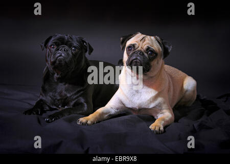 Mops Mops (Canis Lupus F. Familiaris), schwarz und beige Mops liegen zusammen auf einer schwarzen Decke Stockfoto