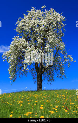 gemeinsamen Birne (Pyrus Communis), einzelne Blüte Birnbaum auf einer Wiese im Frühjahr, der Schweiz, Zuercher Oberland Stockfoto