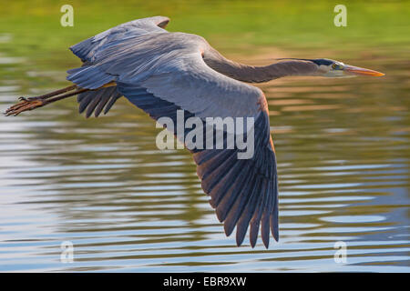 Great Blue Heron (Ardea Herodias), fliegen über Wasser, USA, Arizona Stockfoto