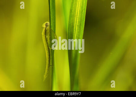 Hecht, Hecht (Esox Lucius), Larve auf einem Grashalm Rasen, Deutschland, Bayern Stockfoto