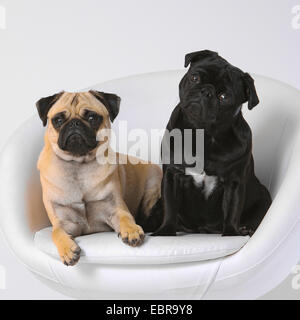 Mops (Canis Lupus F. Familiaris), zwei Pugs zusammen in ein edler Hund Sessel Stockfoto