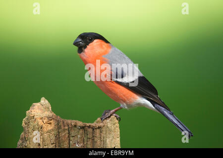 Gimpel, eurasische Gimpel, nördlichen Gimpel (Pyrrhula Pyrrhula), Männchen auf einem Zaun Pfosten, Deutschland, Nordrhein-Westfalen Stockfoto