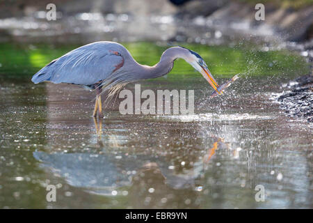 Great Blue Heron (Ardea Herodias), Jagd ein Wels, mit Reflexion im Wasser, USA, Arizona Stockfoto