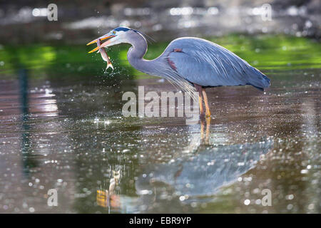 Great Blue Heron (Ardea Herodias), Essen ein Wels, mit Reflexion im Wasser, USA, Arizona Stockfoto