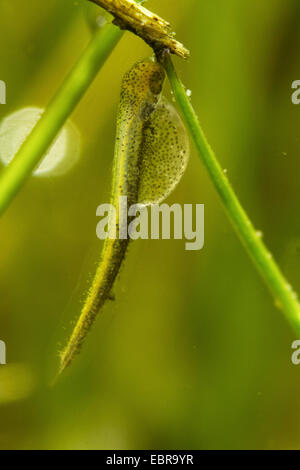 Hecht, Hecht (Esox Lucius), Larve auf einem Grashalm, Deutschland Stockfoto