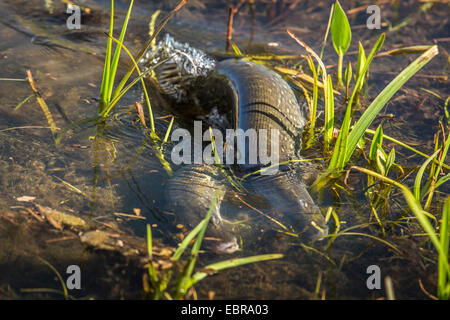 Hecht, Hecht (Esox Lucius), laichen, in einer überschwemmten Wiese, Deutschland, Bayern, Isental Stockfoto