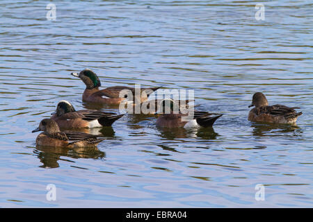 Amerikanische Pfeifente (Anas Americana), einige schwimmen Paare, USA, Arizona Stockfoto