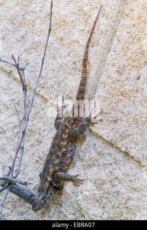 Clarks Spiny Lizard (Sceloporus Clarkii), sitzt auf einer Mauer, USA, Arizona Stockfoto