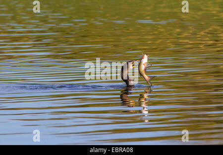 Doppel-crested Kormoran (Phalacrocorax Auritus), Jagd ein Wels, USA, Arizona Stockfoto