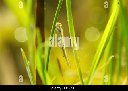 Hecht, Hecht (Esox Lucius), Larve auf einem Grashalm, Deutschland Stockfoto