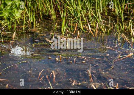 Hecht, Hecht (Esox Lucius), laichen, in einer überschwemmten Wiese, Deutschland, Bayern, Isental Stockfoto