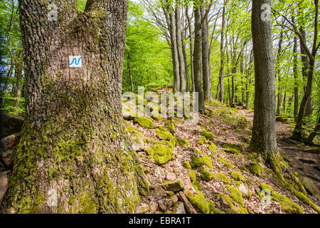 Wandern-Zeichen Neckarsteig an einem Baum neben einer Wanderung trail, Deutschland, Baden-Württemberg, Neckarsteig, Naturpark Neckartal-Odenwald Stockfoto