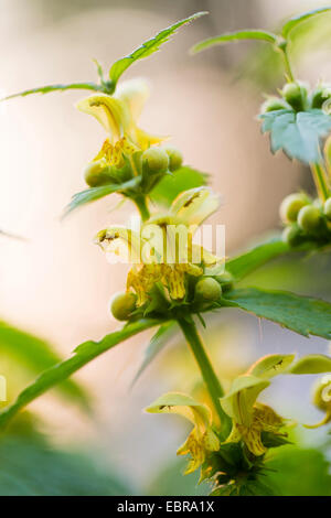 gelbe Toten-Nessel (Lamium Galeobdolon), Blütenstand, Deutschland, Baden-Württemberg Stockfoto