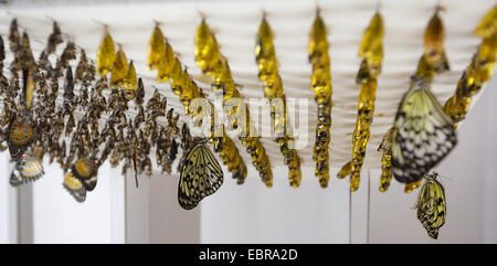 Weiße Baumnymphe, Papier-Drachen, Reispapier Schmetterling (Idee Leuconoe), in einer Schmetterlingsfarm mit bishin im Hintergrund Stockfoto