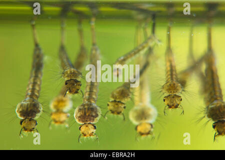 Mücken, Stechmücken (Culicidae), Larven hängen unter der Wasseroberfläche Stockfoto