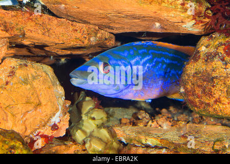 Kuckuck Lippfisch (Labrus Bimaculatus, Labrus Mixtus), Männlich Stockfoto