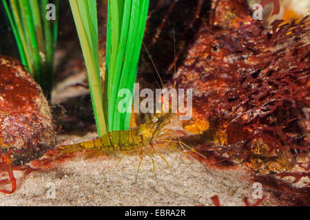 Rockpool Garnele, europäischen rock (Palaemon Elegans), Garnelen im Aquarium Stockfoto