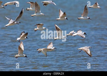 Lachmöwe (Larus Ridibundus, Chroicocephalus Ridibundus), fliegende Herde über den See, Deutschland, Bayern, See Chiemsee Stockfoto