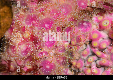 Grünes Juwel Anemone (Corynactis Viridis), colonie Stockfoto