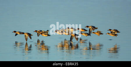 Grün – geflügelte Krickente (Anas Vogelarten), fliegen mehrere Erpel in der Nähe von Kokosblättern, Spiegelbild, Deutschland, Bayern, See Chiemsee Stockfoto