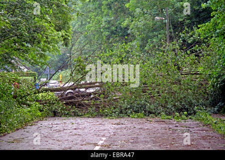 gefallenen Baumstamm von einer Weide auf eine Straße, Sturmtief Ela am 2014-06-09, Essen, Ruhrgebiet, Nordrhein-Westfalen, Deutschland Stockfoto