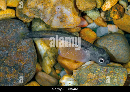 Huchen, Huchen (Hucho Hucho), Yolksac Larve auf Kieselsteinen, Deutschland Stockfoto