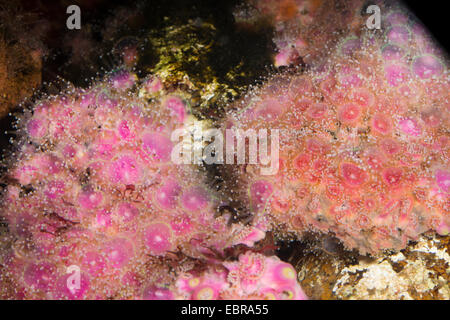 Grünes Juwel Anemone (Corynactis Viridis), colonie Stockfoto