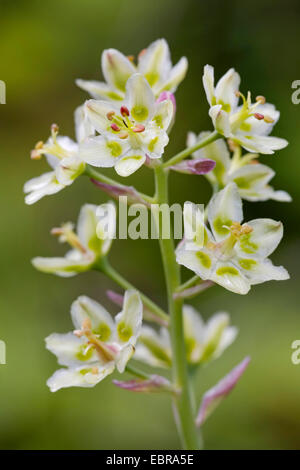 Glaucous Zygadene, Berg Deathcamas (Zigadenus Elegans), Blütenstand, Kanada, Kluane National Park Stockfoto