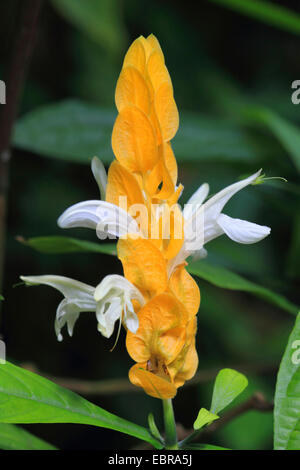 Goldene Kerze, Lutscher Pflanze, Golden Garnelen Pflanze (Pachystachys Lutea), Blütenstand Stockfoto