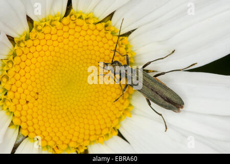 Dicken Beinen Blume Käfer (Oedemera Virescens), sitzt auf einem Gänseblümchen, Deutschland Stockfoto