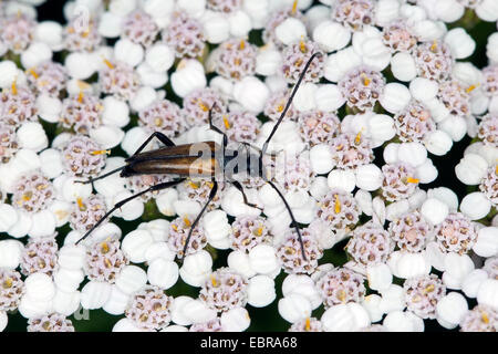 Stenurella Melanura (Stenurella Melanura, Strangalia Melanura), männlich auf Blüten, Deutschland Stockfoto