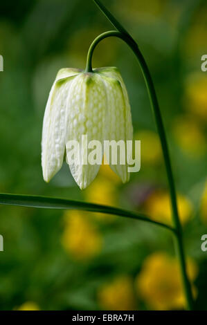 gemeinsamen Fritillary, Schlange-Kopf Fritillaria (Fritillaria Meleagris), weiße Blüte, Deutschland, Nordrhein-Westfalen Stockfoto