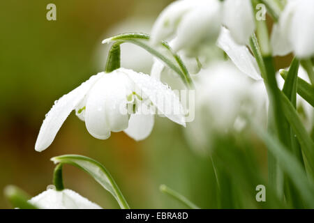gemeinsamen Schneeglöckchen (Galanthus Nivalis), gefüllte Blüte mit Regentropfen Stockfoto