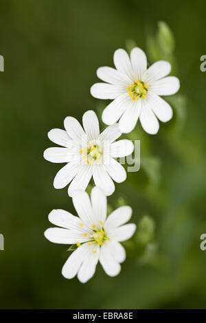 Easterbell Hahnenfußgewächse, größere Stitchwort (Stellaria Holostea), Blumen, Deutschland, Schleswig-Holstein Stockfoto
