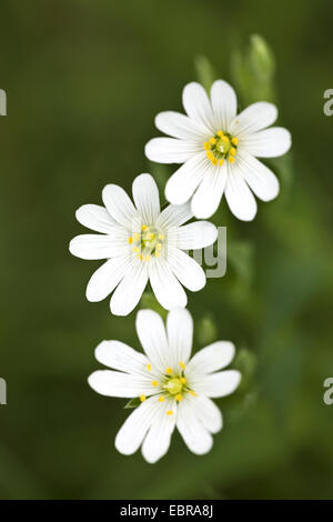 Easterbell Hahnenfußgewächse, größere Stitchwort (Stellaria Holostea), Blumen, Deutschland, Schleswig-Holstein Stockfoto