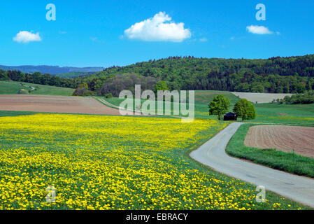 blühenden Löwenzahn Wiese neben einem Feldweg in der frühlingshaften Feld Landschaft, Diemelseegebiet, Hessisches Bergland, Hessen, Deutschland Stockfoto