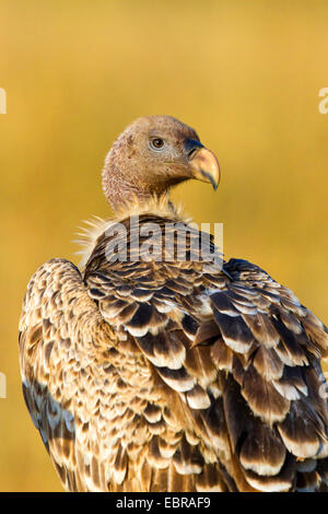 Rueppell der Griffon, Rueppells Gänsegeier (abgeschottet Rueppellii), Porträt, Kenia, Masai Mara Nationalpark Stockfoto