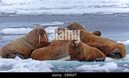 Walross (Odobenus Rosmarus), eine Gruppe von Walrosse auf eine Icefloe, Norwegen, Spitzbergen Stockfoto