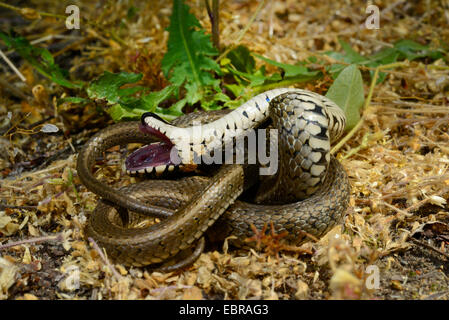 Ringelnatter (Natrix Natrix), Vorgetäuschter Tod, Bulgarien, Biosphaerenreservat Ropotamo Stockfoto