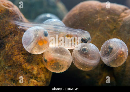 Äsche (Thymallus Thymallus), Eiern mit sichtbaren Larven und die Larven sofort nach dem Schlupf, Deutschland Stockfoto