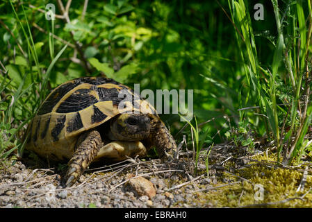 Eurasische Sporn-thighed Tortoise, mediterrane Sporn-thighed Tortoise, gemeinsame Schildkröte, Griechische Schildkröte (Testudo Graeca Ibera, Testudo Ibera), in seinem Lebensraum, Bulgarien, Biosphaerenreservat Ropotamo Stockfoto