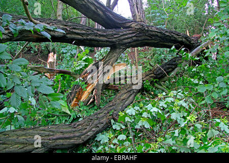 gefallenen Baumstamm von Robina, Sturmtief Ela am 2014-06-09, Essen, Ruhrgebiet, Nordrhein-Westfalen, Deutschland Stockfoto