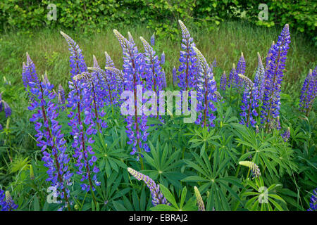 unten Lupine, n-leaved lupine, Garten-Lupine (Lupinus Polyphyllus), blühen, Deutschland Stockfoto