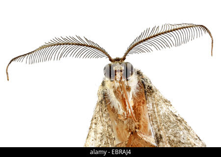 Schönheit (Peribatodes Rhomboidaria), Weide Makroaufnahme eines Kopfes, Männlich Stockfoto