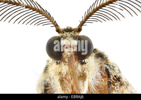 Schönheit (Peribatodes Rhomboidaria), Weide Makroaufnahme eines Kopfes, Männlich Stockfoto