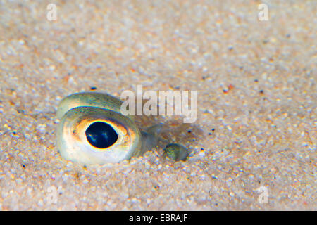 Scholle, Scholle (Pleuronectes Platessa), grub in den Sand, die, den nur die Augen gesehen werden kann Stockfoto