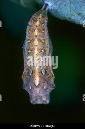 Distelfalter (Vanessa Cardui, Cynthia Cardui, Pyrameis Cardui), Puppe Og ein Distelfalter, Deutschland Stockfoto