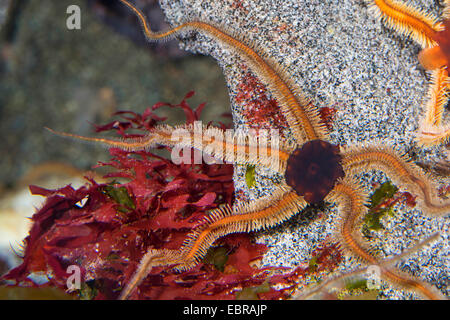 schwarze Brittlestar, schwarze Schlange-Stern (Ophiocomina Nigra), auf einem Stein Stockfoto